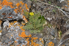 Descurainia sophioides