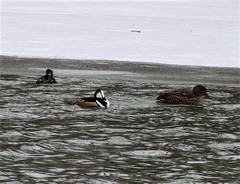 Lophodytes cucullatus