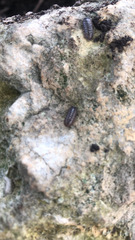 Armadillidium vulgare