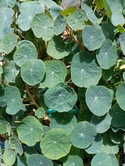 Tropaeolum majus
