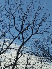 Corvus brachyrhynchos