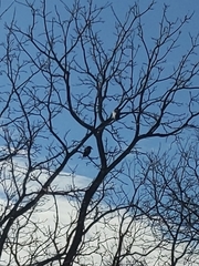 Corvus brachyrhynchos