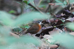 Pellorneum capistratum