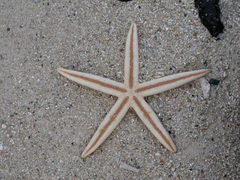 Archaster