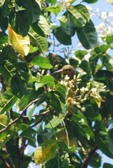 Arachnothera chrysogenys