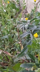 Nonea vesicaria