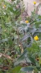 Nonea vesicaria