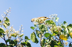 Arachnothera flavigaster