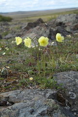 Papaver lapponicum orientale