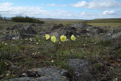Papaver lapponicum orientale