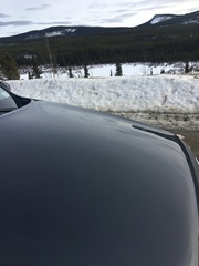 Glischrochilus vittatus