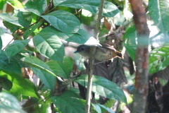 Malacocincla sepiaria