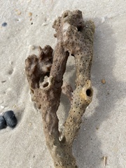 Callyspongia