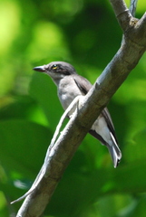 Large Woodshrike photo 3