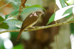 Rubigula erythropthalmos