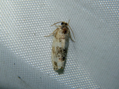 Pseudosciaphila duplex