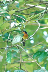 Chalcoparia singalensis