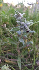 Nonea vesicaria