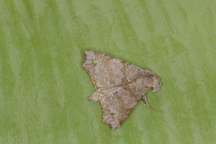 Olceclostera brama