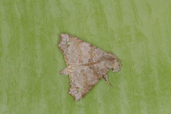 Olceclostera brama
