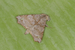 Olceclostera brama