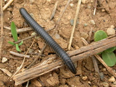 Ommatoiulus rutilans