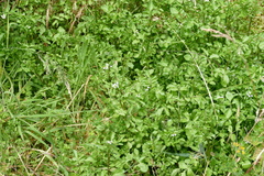 Nasturtium microphyllum