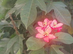 Jatropha integerrima