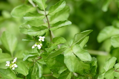 Nasturtium microphyllum
