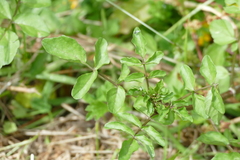 Nasturtium microphyllum