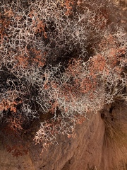 Eriogonum corymbosum