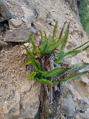 Polystichum imbricans imbricans
