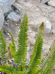 Polystichum imbricans imbricans