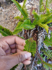 Polystichum imbricans imbricans