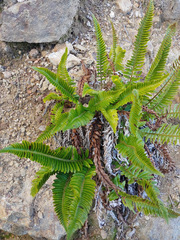 Polystichum imbricans imbricans