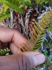 Polystichum imbricans imbricans