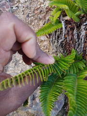 Polystichum imbricans imbricans
