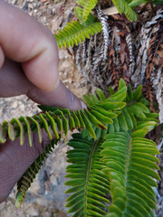 Polystichum imbricans imbricans