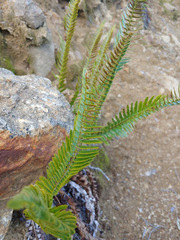 Polystichum imbricans imbricans