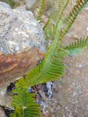 Polystichum imbricans imbricans