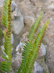 Polystichum imbricans imbricans