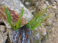 Polystichum imbricans imbricans
