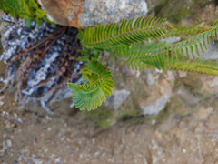 Polystichum imbricans imbricans