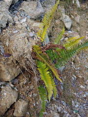 Polystichum imbricans imbricans