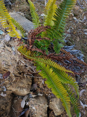 Polystichum imbricans imbricans