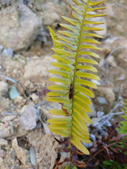 Polystichum imbricans imbricans