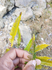 Polystichum imbricans imbricans