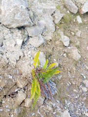 Polystichum imbricans imbricans
