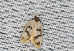 Eulechria sigmophora