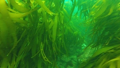 Lessonia trabeculata